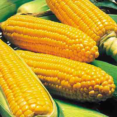 Rakuten - バンタム種子　 中原採種場　 シュガーマーケット　 200粒