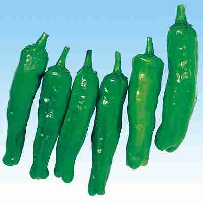 ピーマン・シシトウ・トーガラシ種子　 中原採種場　 松禄ししとう　 1000粒