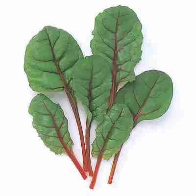 ベビーリーフ スイスチャード種子　 中原採種場　 スイスチャード　 1dl