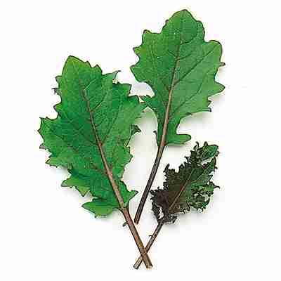 Rakuten - ベビーリーフ 葉物種子　 中原採種場　 レッドケール　 1L