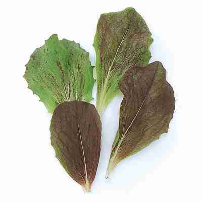 Rakuten - ベビーリーフ チコリーエンダイブ種子　 中原採種場　 チコリー　 1dl （トレビス）