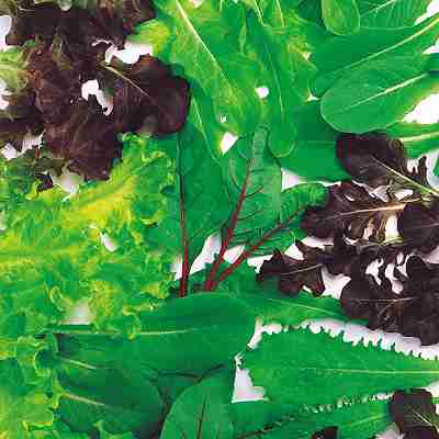 ベビーリーフ ミックス種子　 中原採種場　 レタスミックス　 小袋（20ml）