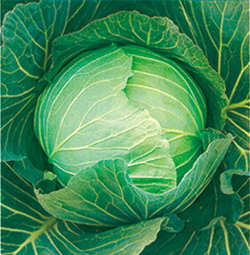 キャベツ種子　 野崎採種場　 秀秋　 20ml