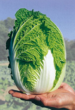 ��ڼ�ҡ� ���μ�졡 �ޤ����� ������L������5000γ