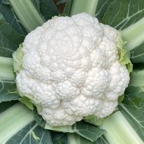 ����ե���ҡ� ���μ�졡 ����� ������L������5000γ