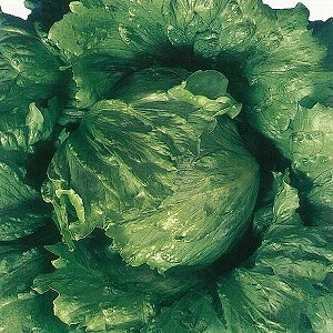 Rakuten - レタス種子 横浜植木 菊川102 Lコート5000粒