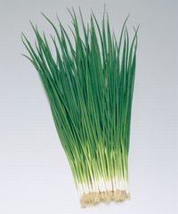 Rakuten - 葉ネギ種子 タキイ種苗 京千緑（きょうせんりょく） 2dl