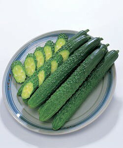 Rakuten - キュウリ種子 タキイ種苗 シャキット 小袋