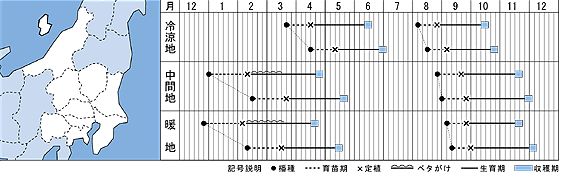 �쥿����� ���������� �ޥ꡼�� �ڥ�å�5000γ