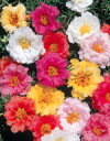 花種子 サカタのタネ 松葉牡丹 八重咲き 花の種 混合 小袋...