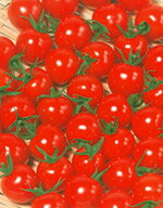 ミニトマト種子 サカタのタネ キャロル10 1000粒