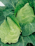 Rakuten - キャベツ種子 サカタのタネ 野菜の種 みさき 20ml