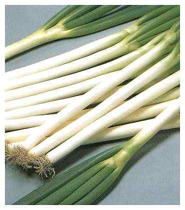 Rakuten - 一本ネギ種子 サカタのタネ 夏扇3号 1dl