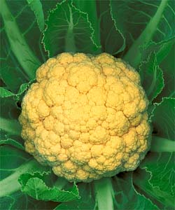 カリフラワー種子 タキイ種苗 オレンジブーケ 20ml