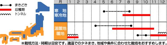 ハーブ 種 ハーブ種子 サカタのタネ パクチー （コリアンダー） 小袋