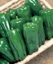 ピーマン種子 タキイ種苗 野菜の種 京ひかり 1000粒