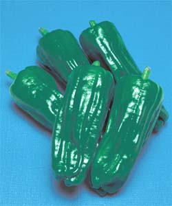 Rakuten - ピーマン種子 タキイ種苗 京みどり 1000粒