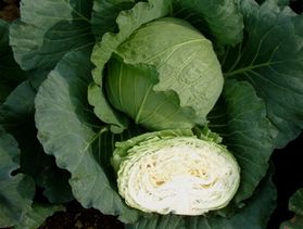 キャベツ種子 渡辺農事 来宴（らいえん） 小袋