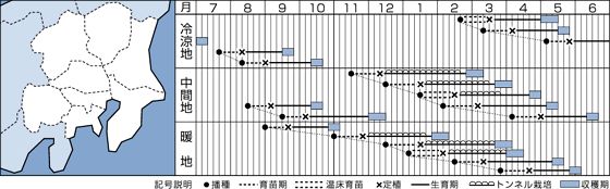 リーフレタス種子 タキイ種苗 レッドファルダー...の紹介画像2