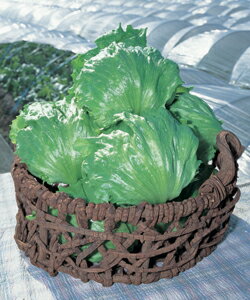 Rakuten - レタス種子 タキイ種苗 レイヤード ペレット5000粒