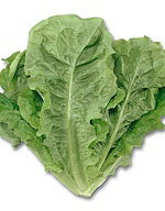 レタス種子 サカタのタネ 野菜の種 カキチシャ チマ・サンチュ 小袋のサムネイル