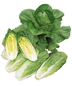 秋季蔬菜 - レタス種子 タキイ種苗 立ちレタス コスレタス 小袋 ロメインレタス