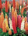 ルピナス種子 サカタのタネ 花の種 ラッセルミナレットミックス(サカタのタネ ) 小袋