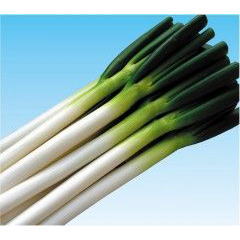 �ͥ���� ���Ϳ��� ζ���ʤ�夦���� ������6000γ