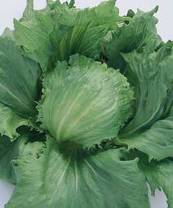 Rakuten - レタス種子 タキイ種苗 シスコビバ ペレット5000粒 暖地専用