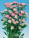 アスター種子 サカタのタネ 花の種 トップ ローズ 1000粒