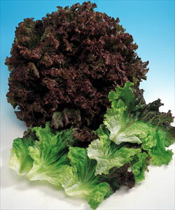 Rakuten - リーフレタス種子 タキイ種苗 サマーサージ ペレット5000粒