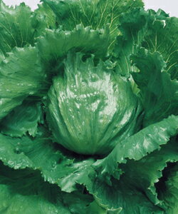 Rakuten - レタス種子 タキイ種苗 サーマルスター ペレット5000粒