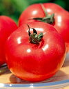 トマト種子 サカタのタネ 野菜の種 麗夏(れいか) 小袋