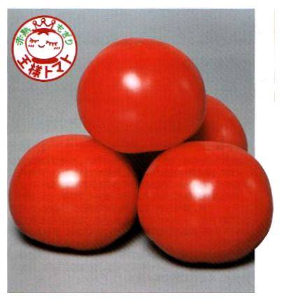 トマト種子 サカタのタネ 麗容（れいよう） 1000粒