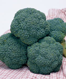 Rakuten - ブロッコリー種子 タキイ種苗 トップギア 20ml