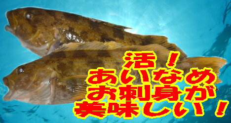 「アイナメ　約400g 1尾 約20cm」活魚神経〆！お刺身用　あいなめ　北海道産　 　【sm...