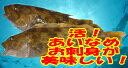 ○お刺身やお鮨に ○煮付けにも ○唐揚げや焼いても美味しい 小骨が多いので細かく包丁を入れ骨きりします 　 遊廊亭北海道　函館直送！旬の海鮮市場　　1尾が2Kg前後です。　活魚神経〆で発送 活きては居ません 　御家庭用はリサイクル箱 御贈答は新箱（＋500円） 御希望をお伝えください　