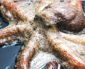 【送料無料】「活・たこ 5Kg1匹」お刺身用 ミズダコか真たこ 【smtb-TK】【smtb-tk】【k】 【楽ギフ_包装】【楽ギフ_のし】 【楽ギフ_のし宛書】【RCP】 10P05Sep15
