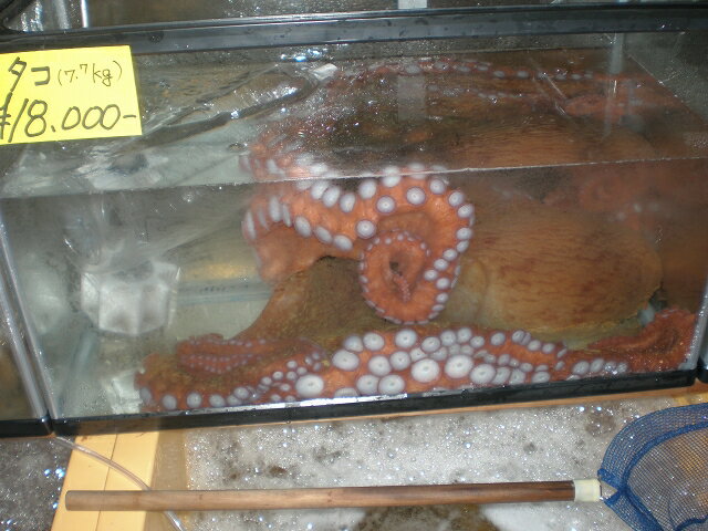 量り売り 函館産 活 水たこ 約5Kg前後北海道産 【smtb-TK】【smtb-tk】【k】 【楽ギフ_包装】【楽ギフ_のし】 【楽ギフ_のし宛書】【RCP】 10P05Sep15