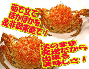 【送料無料】小サイズメス込みの【訳あり】北海道産　活くりかに　5kg入※日にち指定不可　最盛期は2月から7月です　 【楽ギフ_包装】【楽ギフ_のし】 【楽ギフ_のし宛書】【RCP】