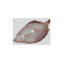 「活・真カレイ」活魚神経〆! 鰈 0.6Kg 北海道産 【smtb-TK】【smtb-tk】【k】 【楽ギフ_包装】【楽ギフ_のし】 【楽ギフ_のし宛書】【RCP】 10P05Sep15(4)