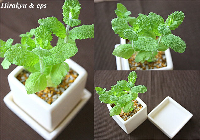 【送料無料】 観葉植物 インテリア おしゃれ ハーブ アップルミント ミント 鉢植え...