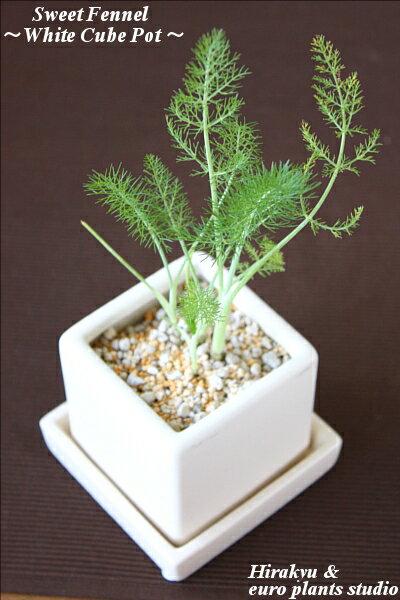 商品名 　Sweet Fennel ／ White cube Pot Arrangement　スウィートフェンネル ／ ホワイトキューブポット アレンジ　 商品説明 ◆PLANTS◆ 【 学　名 】：　Foeniculum vulgare 【 分　類 】：　セリ科・ウイキョウ属【 別　名 】：　スウィートフェンネル・アマウイキョウ【 種　類 】：　二〜多年草【 草　丈 】：　最大100〜200cm【 原産地 】：　地中海沿岸・アジア【精油成分】：　アネトール どんな植物？ フェンネルは独特な甘い香りと味で『魚のハーブ』ともいわれます。葉柄を魚の腹に詰めて蒸し焼きやオーブン焼きにすると魚の生臭さと脂っこさを消し、すっきりした風味でいただけます。スープや煮込み料理、マリネ、生葉を刻んでサラダにもOK。 シード（種）はパンやケーキ、クッキーやティー、スープやピクルスなどに使います。 冬、地上部が枯れてもまた春に新芽が出てきます。花言葉は「よい香り」… ◆HIRAKYU＆e.p.sオリジナルアレンジ◆ 〜新鮮！蔵王直送ハーブができるまで〜 今ではたくさんのハーブが出回っていますが、殆どのものは管理不足等で、徒長していたり、葉色も悪く枯れていたり、ということもしばしば…。それでいて、ビニールの苗ポットでの販売がほとんどで、『欲しいけど、質が悪くて…』という方が多いのが現状なのではないでしょうか…。商品化が非常に難しいハーブですが、当店では『ハーブのある生活』をコンセプトに、より質の高いハーブをお客様にお届けできるよう、試行錯誤の日々が続きました。そしてご縁をいただいたのが、長年ハーブを専門に栽培している宮城県の蔵王町に拠点を構える「グリーンアトリエ・ひらきゅう」さん。長い年月をかけて培った生育ノウハウにより、大自然の中で丁寧に育てられたハーブは、一般に出回っているものと比べ、やはり『質』が違いました。「お客様に、より新鮮なものをお届けしたい！」との一心で、当店では『HIRAKYU＆euro plants studio』だけのコラボレートアレンジとして、お客様への直送販売が可能となりました。今回のご縁で、お客様により質の高い『ハーブアレンジ』をご提供できれば幸いです。 ★当店だけのコダワリ！ハーブアレンジ★ 大自然の中で丁寧に育てられたハーブ…。当店では、自然の趣を最大限に生かすよう、シンプルでいて、モダン。素朴さがいい…艶なしアイボリー＾＾白無垢陶器キューブポットを採用しました。ポットは8cm角で、大きさもコンパクト。受け皿も付いているので、より清潔です。化粧砂にも「清潔感」と「育てやすさ」にコダワリました。水遣りの時期も簡単に分かるよう、細粒鹿沼土と小粒軽石をブレンドし、使用しています。鉢上の砂がオレンジ色の時は水はご不要→黄色になったら水を与えてあげてくださいね。当店だけの完全オリジナル・ハーブアレンジです。キッチンやお部屋のインテリアに、お客様ご自身で「ハーブのある生活」を存分にお愉しみください^^ 薬効 ＆栄養 ＆健康成分 フェンネルにあるアネトールが肉の脂肪分を分解し、消化を助ける、そこがダイエット食品として注目されている所です。 おすすめ！ご利用ガイド ・フェンネルには葉や種に独特の芳香と甘みがあります。茎葉は料理の風味づけに、葉や花はサラダやスープに浮かせてドウゾ♪・種はパンやお菓子に焼きこんだり、リキュールの香り付けなどに使われます。小袋に入れてバスに入れると美容効果がありますよ＾＾・種を含めて全草をハーブティーにできます。ハーブティーには健胃、利尿、去痰などの効果があるといわれているんで〜す。★ハーブは、人類の進化と共に長い年月をかけて私たちの生活に根付いた植物です。上記の他にも、様々な楽しみ方、効能がたくさんあります。いろいろ調べて、楽しみながら育てていただくことをおすすめ致します♪★ハーブにはたくさんの効能がありますが、もちろんお一人お一人に感じ方や効能は様々ですので、効果を必ずしもお約束できるものではございません。この点につきましてはハーブに優しいご理解をいただき、予めご了承くださいませ^^ 収穫時期＆収穫方法 株ごと利用する場合は株ごと切り取って利用します。 葉は随時摘み取って利用、種は花が終わって種が色づいた頃に刈り取って乾燥させます。 当店のハーブアレンジは、お客様の『室内』での管理を前提とした植付け＆アレンジに仕上げています。上記の収穫表は自然環境下での目安となりますので、追肥、温度や日照等の管理にご配慮頂き、より適した管理をして頂くことで、年中を通してお愉しみ頂くことが可能です。どうぞ愛情をかけて、長い目でお育てくださいませ＾＾ 当店のハーブは、その都度摘み取って使用する（株が大きくなりにくい）ことを前提としたアレンジですので、すぐに株が大きくなることはありません。約1年ほど経ち、株が大きく成長したもの（鉢一杯に根のまわったもの）は、一回り大きな鉢や、お庭への植え替えが必要となります。使用したキューブポットは何度でも使えますので、収穫したハーブを種から育てたり、ミニ観葉植物等の鉢としてお使い頂けます。また、ビニールのポット苗のみご購入されたいお客様にも、蔵王のハーブ苗を（有料にて）お譲りしておりますので、ご希望がございましたら当店までお気軽にご連絡くださいませ＾＾ ハーブ栽培の農薬につきましてハーブ苗は食の安全を第一に考え、可能な限り農薬を減らした『減農薬栽培』による心を込めた苗作りをしています。出荷時においては十分に配慮しておりますが、まれに小さな虫（人的には無害）などが付いている場合がございます。『虫食いがある＝安全なほんものの野菜』というように、食用植物の都合上、ごく僅かの虫付きや虫食いは完全に避けようがございません。『食』への安全意識をご理解いただき、ご安心の上、『ほんもののハーブ』をお楽しみいただければ幸いです。 サイズ 　　商品全体おおよその大きさ：高さ約16cm〜　　キューブポット：H8×W8×D8 (cm)　　※根の張った生きている植物です。画像とほぼ同等サイズとなりますが、　　　若干の大きさ・姿の違いがございますことは、予めご了承くださいませ。 管理のポイント 置き場所基本は日当たりが良い場所に置いて下さい。 水やり表土が乾ききらない様に水を与えて下さい。 梅雨時期の対策梅雨期はアブラムシ、夏〜秋口にはキアゲハの幼虫が葉だけではなく、花や蕾をくいあらすとがあります。見つけたら水で流すか、割り箸などで取り除いてください。また葉を剪定して蒸れを防ぐようにしてください。 ※ご不明な点は、当店までお気軽にお問い合わせくださいネ♪ 観葉植物 おしゃれ ハーブ スイートフェンネル 鉢植え 農園 直送 ホワイトキューブ ポット キッチンハーブ 料理 香り インテリア 蔵王 ハーブティー 陶器 ガーデニング ざおうハーブ サラダ 肉料理 魚料理 ポプリ2セット…2880円！！3セット…3980円！！＆送料無料！！4セット…4980円！！＆送料無料！！6セット…6880円！！＆送料無料！！＆無農薬ハーブティー ハーブのキューブポットのサイズが変更となりました。※8cm→10cm※以前より少々割高となりますが、お客様よりご好評を頂いている商品です。どうぞご安心の上お求め下さいませ。