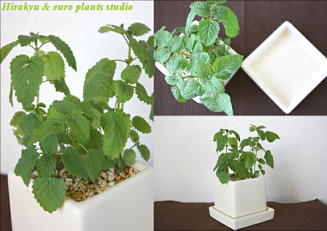 【送料無料】 観葉植物 インテリア おしゃれ ハーブ レモンバーム レモン 鉢植え ...