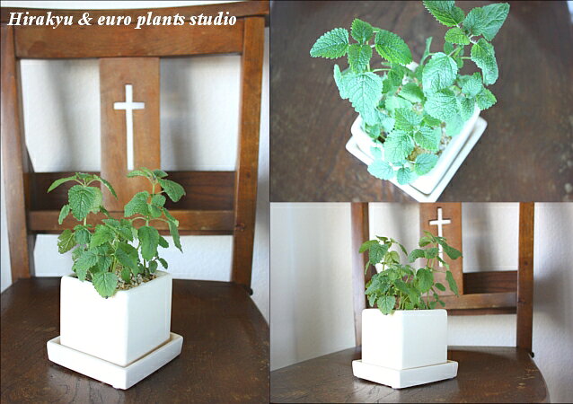 【送料無料】 観葉植物 インテリア おしゃれ ハーブ レモンバーム レモン 鉢植え ...