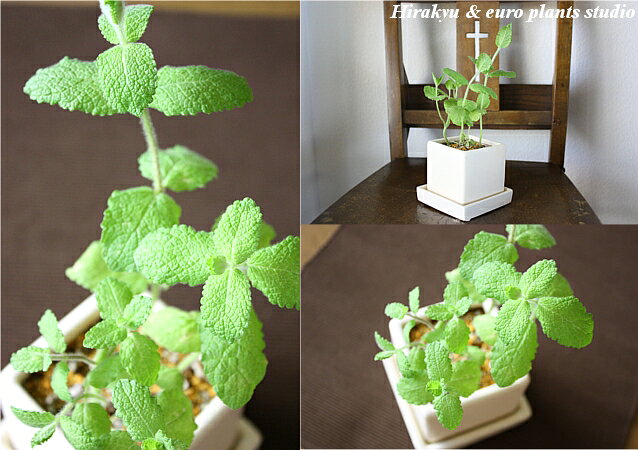 【送料無料】 観葉植物 インテリア おしゃれ ハーブ アップルミント ミント 鉢植え...