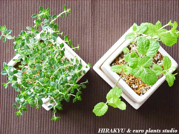 【送料無料】 観葉植物 インテリア おしゃれ ハーブ お得セット ハーブ 2セット 専...
