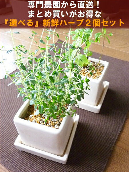 【送料無料】 観葉植物 インテリア 