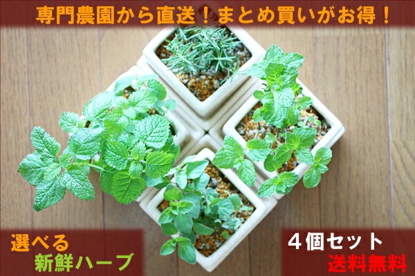 【送料無料】 観葉植物 インテリア おしゃれ ハーブ お得セット ハーブ 4セット 専門農家から良質ハーブを直送 鉢植え キッチン 陶器 (ユーロプランツスタジオ)