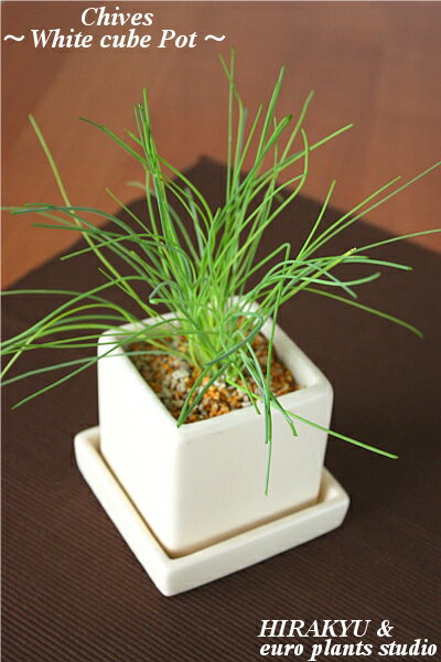 商品名 　Chives ／ White cube Pot Arrangement　チャイブ ／ ホワイトキューブポット アレンジ　 商品説明 ◆PLANTS◆ 【 学　名 】：　Allium schoenoprasum【 分　類 】：　ユリ科ネギ属【 別　名 】：　エゾネギ【 種　類 】：　多年草【 草　丈 】：　20cm〜30cm【 原産地 】：　ヨーロッパ・アメリカ どんな植物？ アリウムというネギ類の一種で、ニンニクやニラ、エシャロットも同じ仲間です。円筒形で中が中空、アサツキよりも細い葉で、かすかなオニオンの香りがあります。細く伸びた華茎の先に、小さなピンクの花を球状に密集して咲かせます。生葉は必要な時にいつでも切って、薬味のように出来上がった料理に振りかけたり、調理に使います。球茎はピクルスにします。ヨーロッパでは古くから家庭で栽培されてきたハーブの一つで、”チャイブなしのポテトサラダには魂がない”という人もいるそうです。 ◆HIRAKYU＆e.p.sオリジナルアレンジ◆ 〜新鮮！蔵王直送ハーブができるまで〜 今ではたくさんのハーブが出回っていますが、殆どのものは管理不足等で、徒長していたり、葉色も悪く枯れていたり、ということもしばしば…。それでいて、ビニールの苗ポットでの販売がほとんどで、『欲しいけど、質が悪くて…』という方が多いのが現状なのではないでしょうか…。商品化が非常に難しいハーブですが、当店では『ハーブのある生活』をコンセプトに、より質の高いハーブをお客様にお届けできるよう、試行錯誤の日々が続きました。そしてご縁をいただいたのが、長年ハーブを専門に栽培している宮城県の蔵王町に拠点を構える「グリーンアトリエ・ひらきゅう」さん。長い年月をかけて培った生育ノウハウにより、大自然の中で丁寧に育てられたハーブは、一般に出回っているものと比べ、やはり『質』が違いました。「お客様に、より新鮮なものをお届けしたい！」との一心で、当店では『HIRAKYU＆euro plants studio』だけのコラボレートアレンジとして、お客様への直送販売が可能となりました。今回のご縁で、お客様により質の高い『ハーブアレンジ』をご提供できれば幸いです。 ★当店だけのコダワリ！ハーブアレンジ★ 大自然の中で丁寧に育てられたハーブ…。当店では、自然の趣を最大限に生かすよう、シンプルでいて、モダン。素朴さがいい…艶なしアイボリー＾＾白無垢陶器キューブポットを採用しました。ポットは8cm角で、大きさもコンパクト。受け皿も付いているので、より清潔です。化粧砂にも「清潔感」と「育てやすさ」にコダワリました。水遣りの時期も簡単に分かるよう、細粒鹿沼土と小粒軽石をブレンドし、使用しています。鉢上の砂がオレンジ色の時は水はご不要→黄色になったら水を与えてあげてくださいね。当店だけの完全オリジナル・ハーブアレンジです。キッチンやお部屋のインテリア、お風呂にもお手軽にお飾りいただき、お客様ご自身で「ハーブのある生活」を存分にお愉しみください^^ 薬効 ＆栄養 ＆健康成分 ビタミンCや鉄分を豊富に含んでいるため栄養価が高く、料理にもよく使われます。また、貧血予防や風邪の諸症状に効果があり、消化もよく食欲増進作用もあるとされています。 おすすめ！ご利用ガイド サラダや肉・魚料理の風味付けにぴったり♪ネギに似た辛味があるのでスープにもドウゾ♪★ハーブは、人類の進化と共に長い年月をかけて私たちの生活に根付いた植物です。上記の他にも、様々な楽しみ方、効能がたくさんあります。いろいろ調べて、楽しみながら育てていただくことをおすすめ致します♪★ハーブにはたくさんの効能がありますが、もちろんお一人お一人に感じ方や効能は様々ですので、効果を必ずしもお約束できるものではございません。この点につきましてはハーブに優しいご理解をいただき、予めご了承くださいませ^^★ご病気中や妊娠中のお客様は、くれぐれも医師にご相談、ご配慮の上ご利用くださいませ。 収穫時期＆収穫方法 春〜秋にかけて根元を2〜5cm程度残して収穫します。年に5〜6回収穫可能です。 花が咲いてしまうと葉が硬くなるので、蕾のうちに摘んでください。 当店のハーブアレンジは、お客様の『室内』での管理を前提とした植付け＆アレンジに仕上げています。上記の収穫表は自然環境下での目安となりますので、追肥、温度や日照等の管理にご配慮頂き、より適した管理をして頂くことで、年中を通してお愉しみ頂くことが可能です。どうぞ愛情をかけて、長い目でお育てくださいませ＾＾ 当店のハーブは、その都度摘み取って使用する（株が大きくなりにくい）ことを前提としたアレンジですので、すぐに株が大きくなることはありません。約1年ほど経ち、株が大きく成長したもの（鉢一杯に根のまわったもの）は、一回り大きな鉢や、お庭への植え替えが必要となります。使用したキューブポットは何度でも使えますので、収穫したハーブを種から育てたり、ミニ観葉植物等の鉢としてお使い頂けます。また、ビニールのポット苗のみご購入されたいお客様にも、蔵王のハーブ苗を（有料にて）お譲りしておりますので、ご希望がございましたら当店までお気軽にご連絡くださいませ＾＾ ハーブ栽培の農薬につきましてハーブ苗は食の安全を第一に考え、可能な限り農薬を減らした『減農薬栽培』による心を込めた苗作りをしています。出荷時においては十分に配慮しておりますが、まれに小さな虫（人的には無害）などが付いている場合がございます。『虫食いがある＝安全なほんものの野菜』というように、食用植物の都合上、ごく僅かの虫付きや虫食いは完全に避けようがございません。『食』への安全意識をご理解いただき、ご安心の上、『ほんもののハーブ』をお楽しみいただければ幸いです。 サイズ 　　商品全体おおよその大きさ：高さ約15cm〜　　キューブポット：H8×W8×D8 (cm)　　※根の張った、生きている植物です。画像とほぼ同等サイズとなりますが、　　　若干の大きさ、姿の違いがございますことは、予めご了承くださいませ。 管理のポイント 日なたに置くと花つきがよく葉が硬めに育ちます。また、半日陰〜日陰に置くと、柔らかい葉が収穫できます。 乾燥させると葉・茎が弱るので、表土が乾く前に水やりを行ってください。 水やり水やりは、土が乾燥してきたら、鉢底から水があふれるまでたっぷりと与えます。（湿った土を好むため、乾いたら十分に水を与えます。） 梅雨と夏の対策密植しすぎている場合は、蒸れてアブラムシがついたり、また株ごと腐ってしまうことがあります。高温を嫌うので、日よけをするか腐葉土やワラでマルチングを施して株元を暑さと乾燥から守ってください。 観葉植物 おしゃれ ハーブ チャイブ 鉢植え 農園 直送 ホワイトキューブ ポット キッチンハーブ 料理 香り インテリア 蔵王 ハーブティー 陶器 ガーデニング ざおうハーブ サラダ 肉料理 魚料理 ポプリ2セット…2880円！！3セット…3980円！！＆送料無料！！4セット…4980円！！＆送料無料！！6セット…6880円！！＆送料無料！！＆無農薬ハーブティー ハーブのキューブポットのサイズが変更となりました。※8cm→10cm※以前より少々割高となりますが、お客様よりご好評を頂いている商品です。どうぞご安心の上お求め下さいませ。